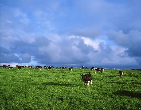 Dunluce Castle, Co Antrim, Ireland; Friesian Cattle