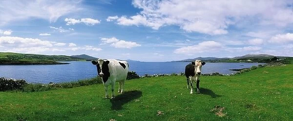 Durrus, Sheeps Head, Co Cork, Ireland; Friesian Cattle