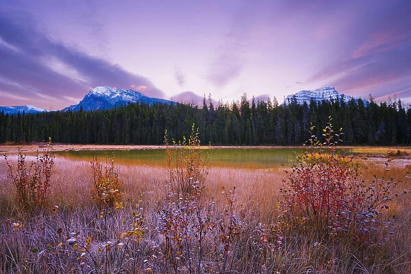 Dwarf Birch, Pond And Mount Hardisty And Mount Kerkeslin At Dawn In Autumn, Jasper National Park, Alberta