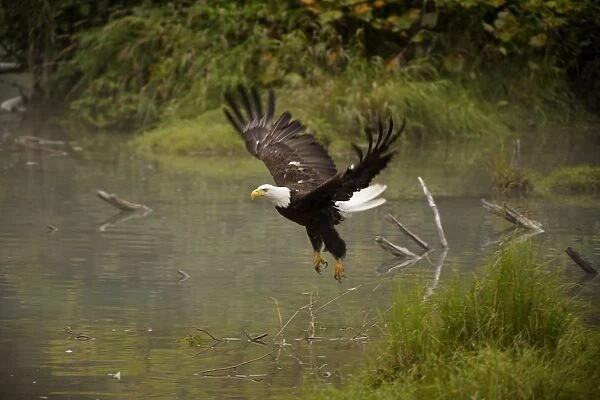 Eagle Landing On Waters Edge