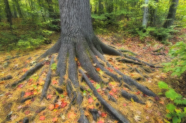 Easter White Pine Tree Trunk Surrounded By Autumn Sugar Maple Leaves. Algonquin Provincial Park, Ontario. Canada