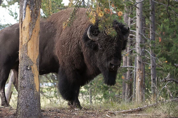 NA. EB50NP Portrait of an American bison, Bison bison, among pine trees