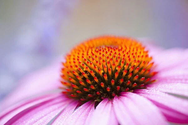 Echinacea flowerhead