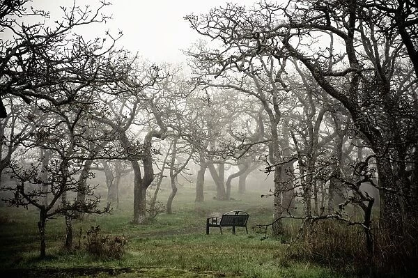 Eerie Fog Shrouded Park