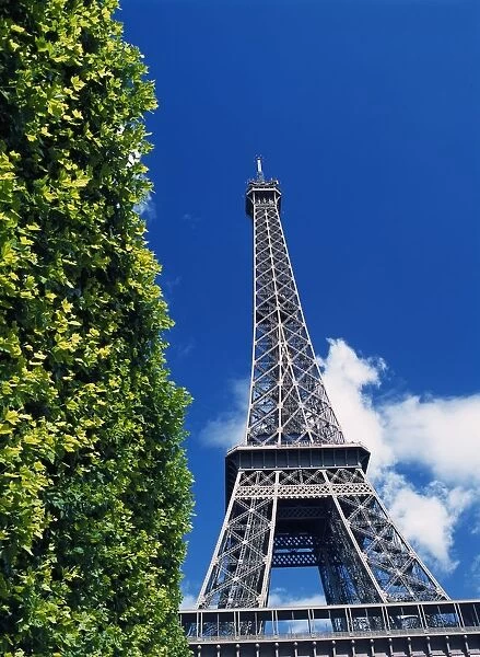 The Eiffel Tower And Shrub