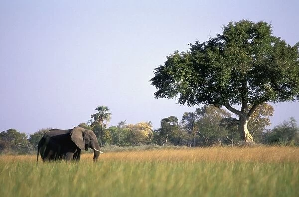 Elephant Grazing In Water Meadows