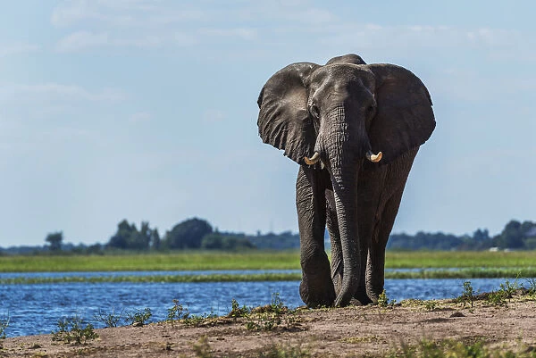 Elephant (Loxodonta Africana) On Riverbank Walking Straight Towards Camera; Botswana
