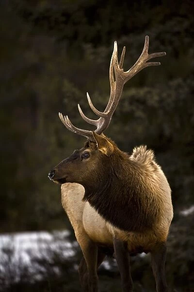 Elk (Cervus Canadensis); Bull Elk Looking To The Side