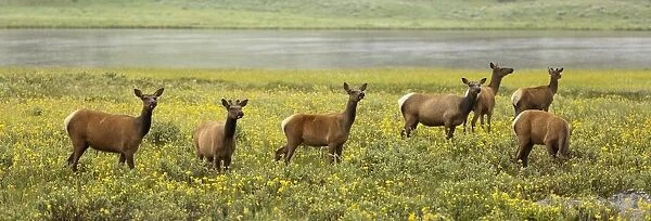 Elk (Cervus Canadensis) Herd In Wildflowers Along The Gardiner River, Yellowstone National Park; Wyoming, United States Of America