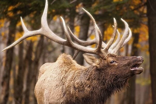 Elk In The Forest