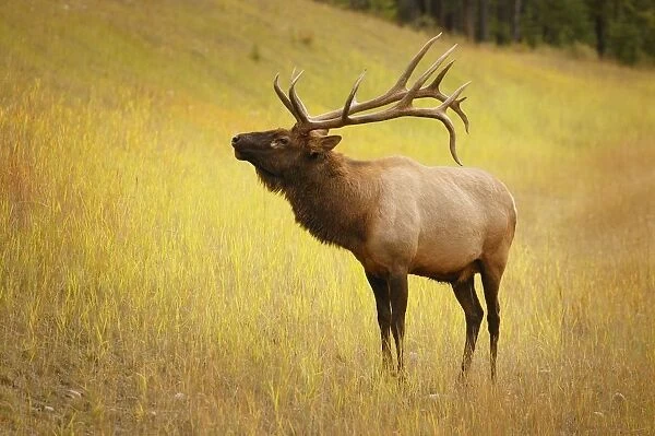 Elk, Jasper, Alberta, Canada