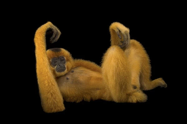 Endangered Yellow-cheeked gibbon portrait