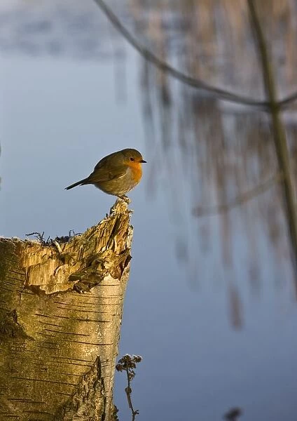 England; Robin Perched On Tree Trunk