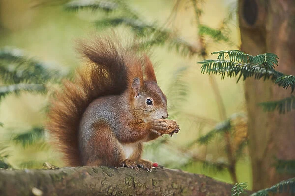Eurasian red squirrel, Sciurus vulgaris, Bavaria, Germany