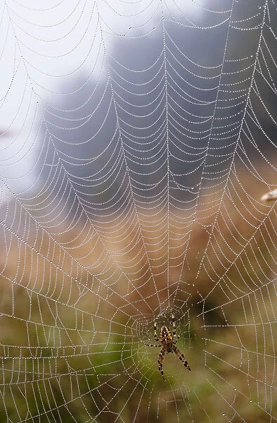 A European Garden Spider Waits In Her Web; Astoria, Oregon, United States Of America