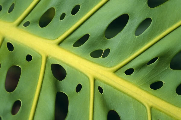 Extreme Close-Up Of An Ape Plant, Symmetrical Holes