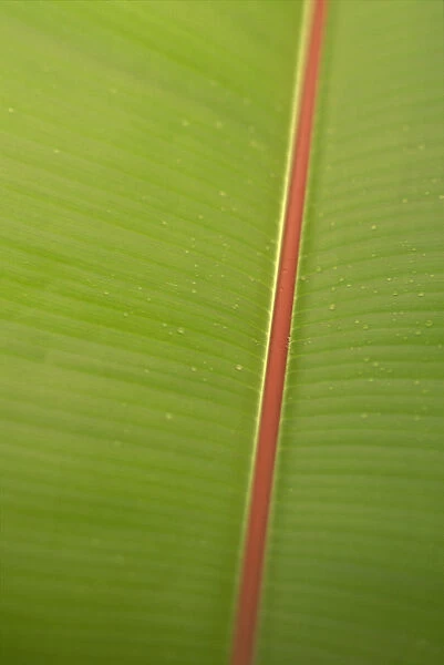 Extreme Close-Up Detail Of Banana Leaf, Green With Red Stem, Vein Texture