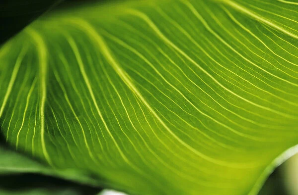 Extreme Close-Up Of Calla Lily Leaf