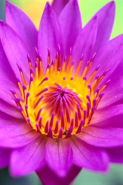 Extreme Close-Up Of Center Of Pink Water Lily Flower, Yellow Center