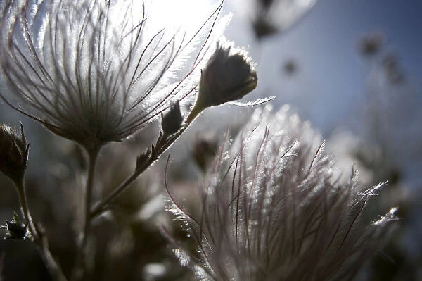 Extreme Close-Up Of Fuzzy White Flower