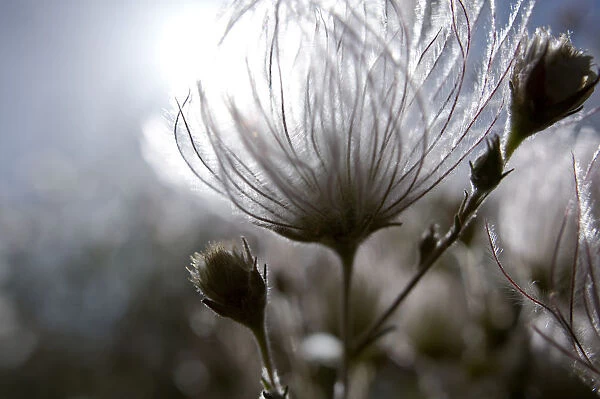 Extreme Close-Up Of Fuzzy White Flower