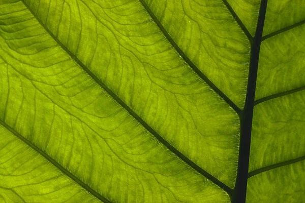 Extreme Close-Up Of Green Leaf, Main Stem With Veins Running Through
