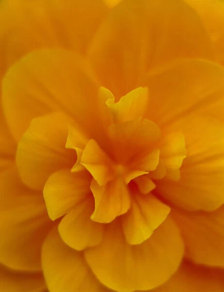Extreme Close-Up Of Orange Begonia Blossom, Soft Focus C1660