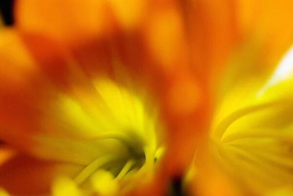 Extreme Close-Up Of Two Orange Day Lilies