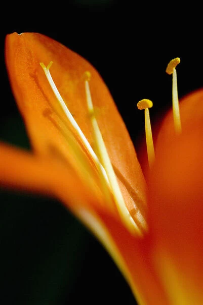 Extreme Close-Up Of Orange Day Lily Petals