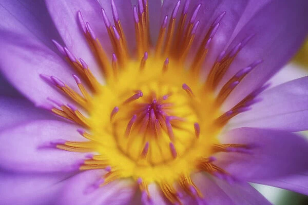 Extreme Close-Up Purple Water Lily Blossom With Yellow Center Detail, Soft Focus