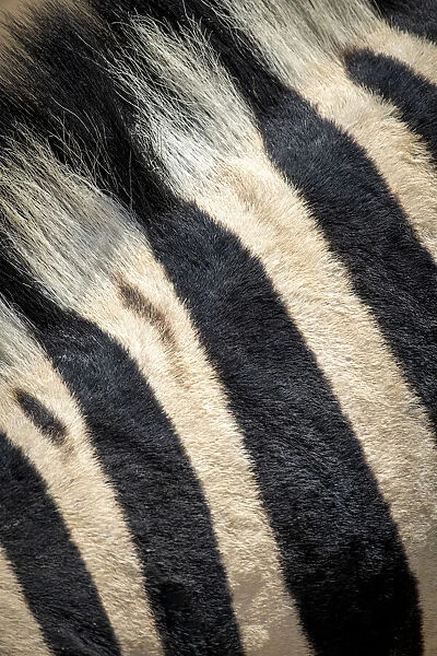Extreme close-up of the striped fur and mane of a plains zebra, Etosha National Park,Namibia
