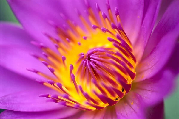 Extreme Close-Up Of Water Lily, Bright Pink With Yellow Center, Soft Focus