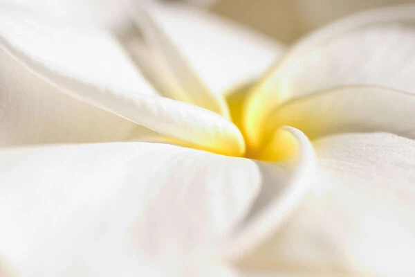 Extreme Close-Up Of White And Yellow Plumeria Flower From Side View