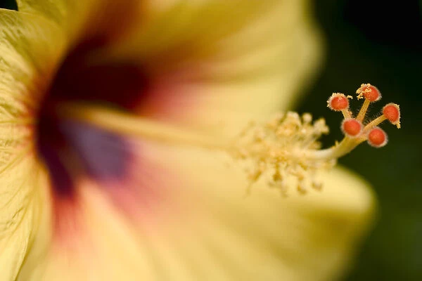Extreme Close-Up Of Yellow And Red Hibiscus Flower With Stamen