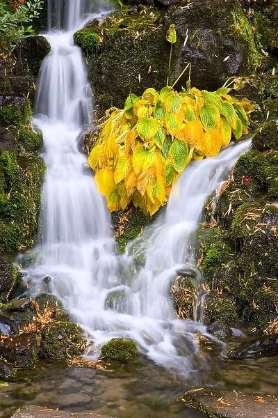Fall Colors In Crystal Springs Falls, Oregon, Usa