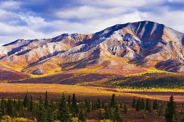 Fall Colours And Fang Mountain, Denali National Park, Alaska