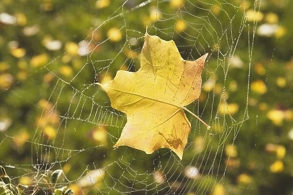 Fall Leaf In A Spider Web