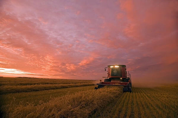 Farmer Harvesting Oat Crop With A Combine At Dusk, Near Dugald, Manitoba