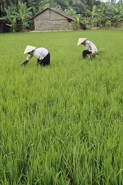 Two Farmers In Rice Paddy