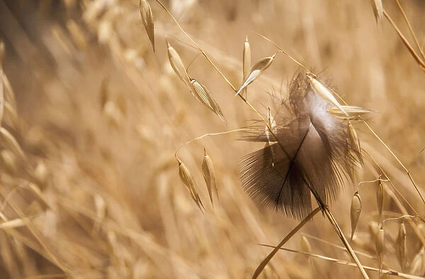 A Feather Catches On Oats; Willows, California, United States Of America