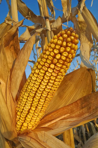 Feed  /  Grain Corn, Near Niverville, Manitoba