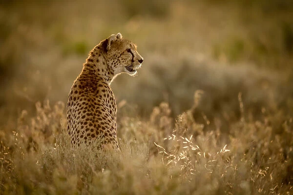 Female cheetah sits in grass facing right