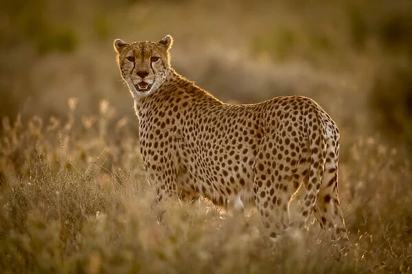 Female cheetah stands in grass watching camera