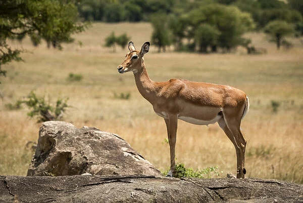 Female impala stands in profile on rock