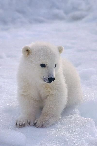 Female Polar Bear Cub At Alaska Zoo Anchorage Sc Ak  /  Ncaptive