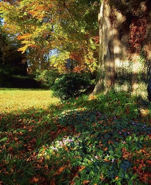 Fernhill Gardens, Co Dublin, Ireland; Cyclamen Under A Beech Tree