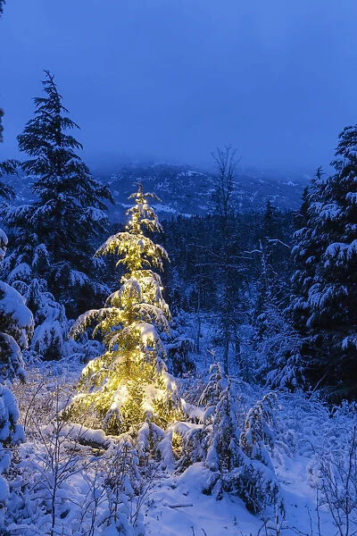 A Festive Mountain Hemlock Evergreen Tree Strung With White Lights And Covered In Snow In A Wintery Landscape, Kenai Mountains; Moose Pass, Alaska, United States Of America