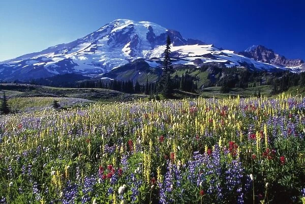 Field Of Blooming Wildflowers In Paradise Park Valley, View Of Mount Rainier, Mount Rainier National Park
