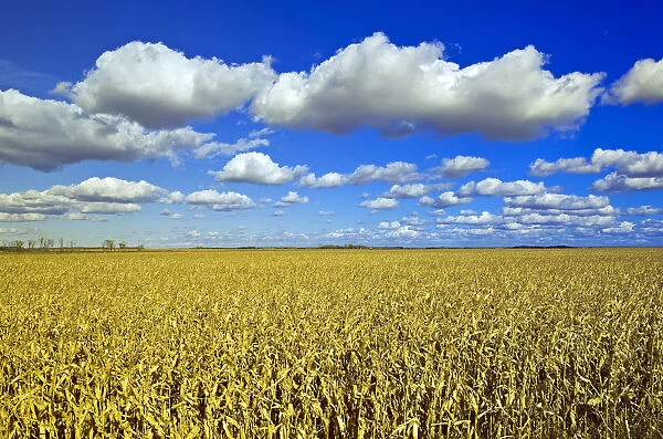 Field Of Feed  /  Grain Corn Stretches To The Horizon, A Sky Filled With Cumulus Clouds In The Background, Near Dufresne, Manitoba