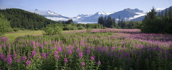 Field Of Fireweed With Coast Mountains And Mendenall Glacier In Background Near Juneau Alaska In The Summer